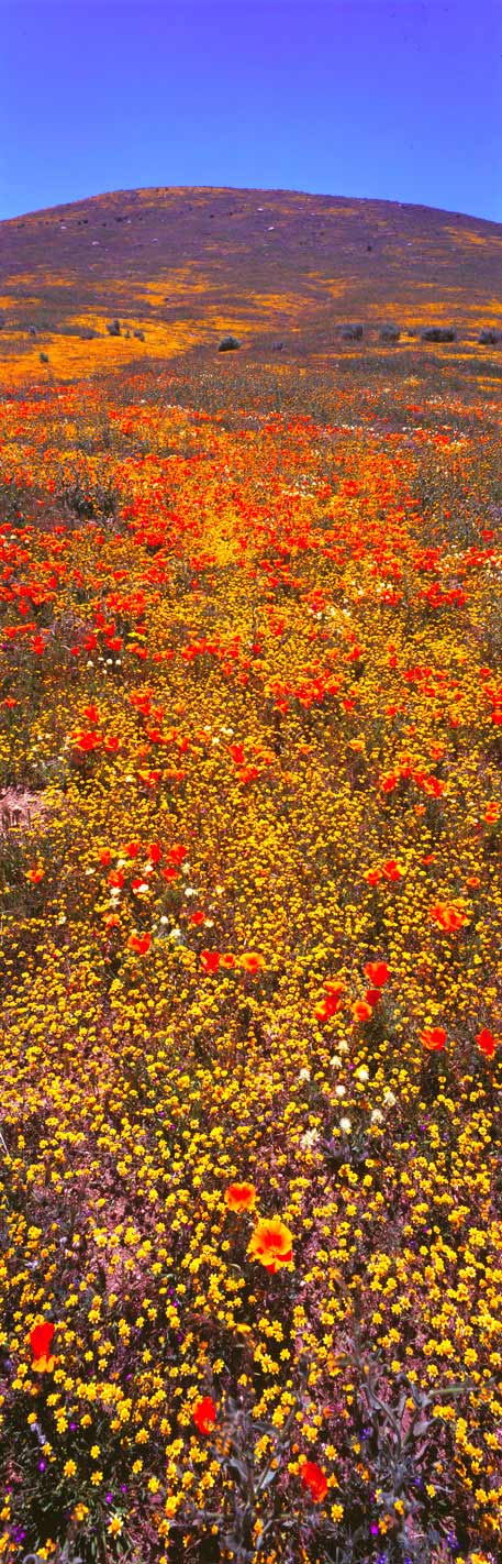 Panoramic Fine Art Photography Brilliant Wildflowers at Antelope Buttes, Antelope Valley, Calif.