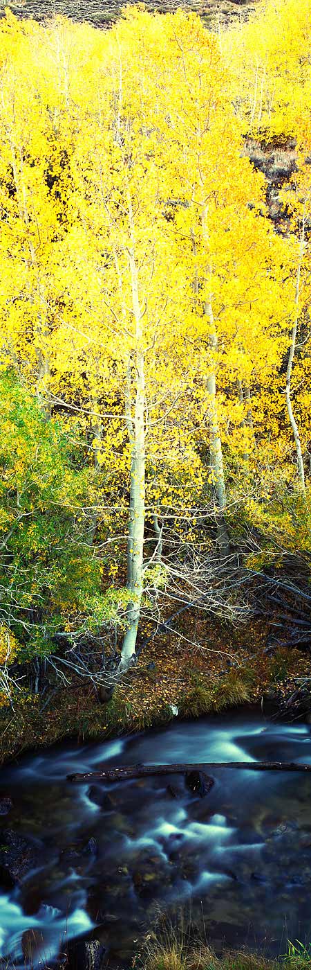 Panoramic Fine Art Photography ~ Panoramic Landscape Photo Gallery ~ Autumn Morning at Bishop Creek, Eastern Sierra
