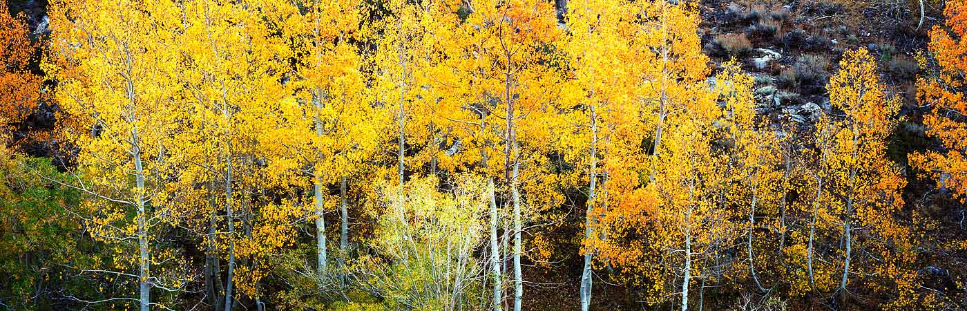 Panoramic Fine Art Photography ~ Panorama Landscape Photo Gallery ~ Autumn Aspens Along the South Fork of Bishop Creek, Eastern Sierra