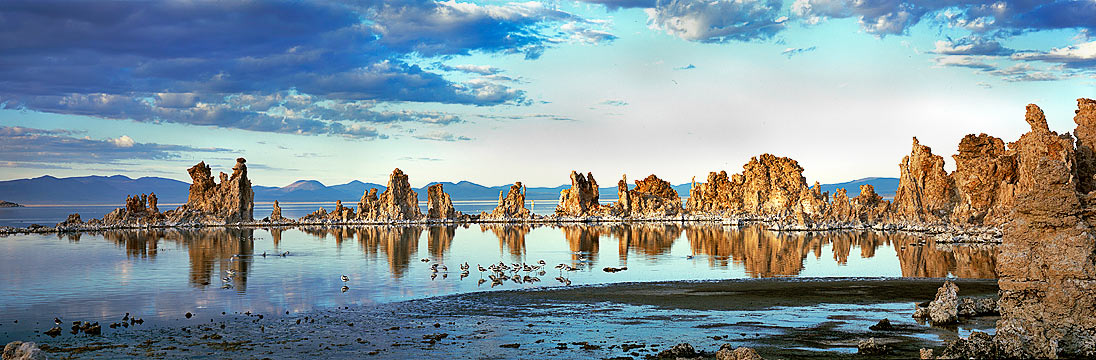 Sandpipers  at South Tufas, Mono Lake, Eastern Sierra